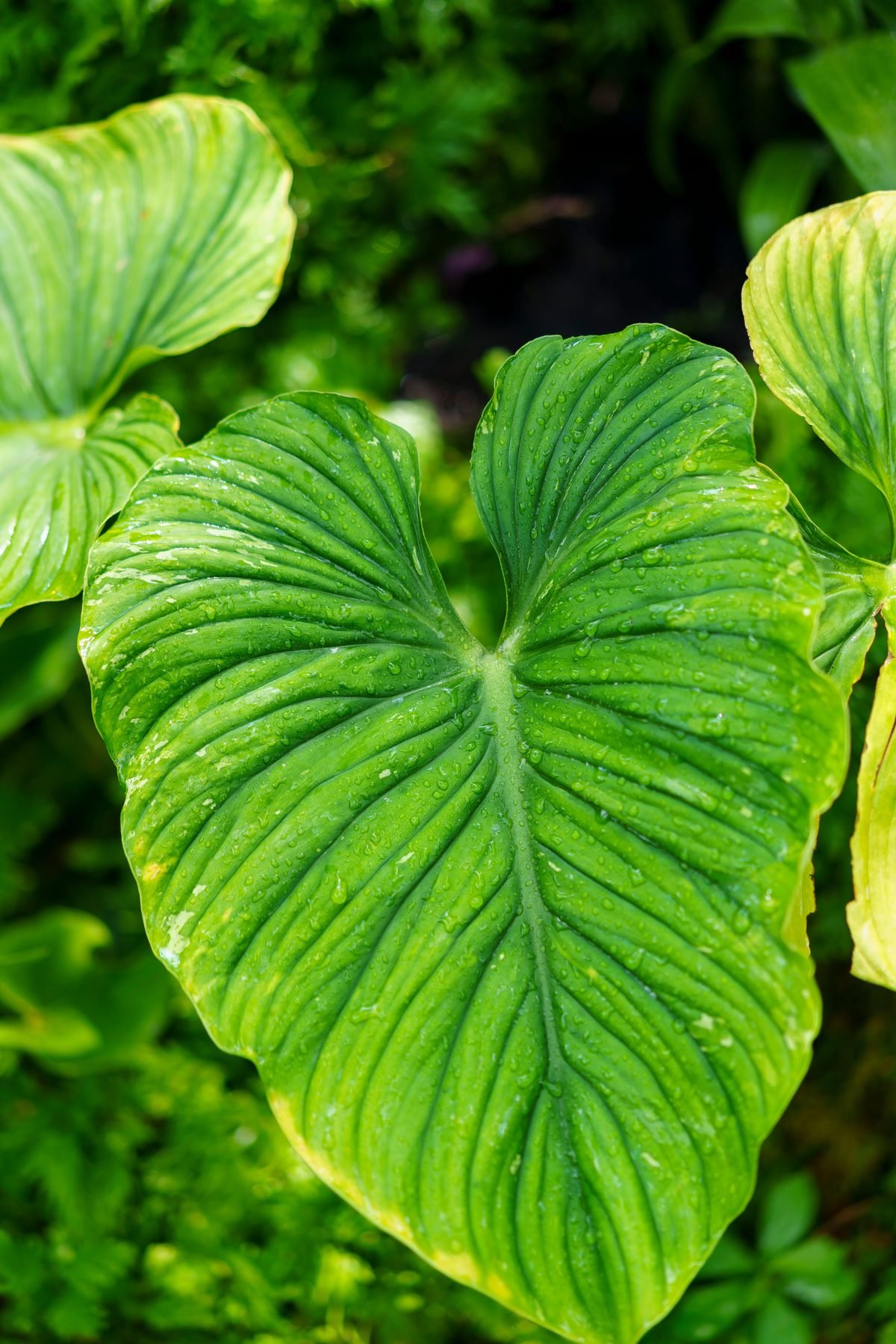 Anthurium clarinervium