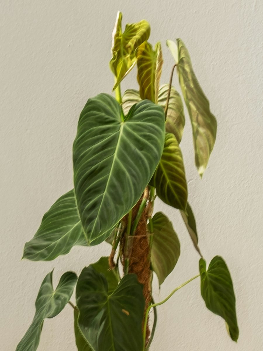 Philodendron melanochrysum