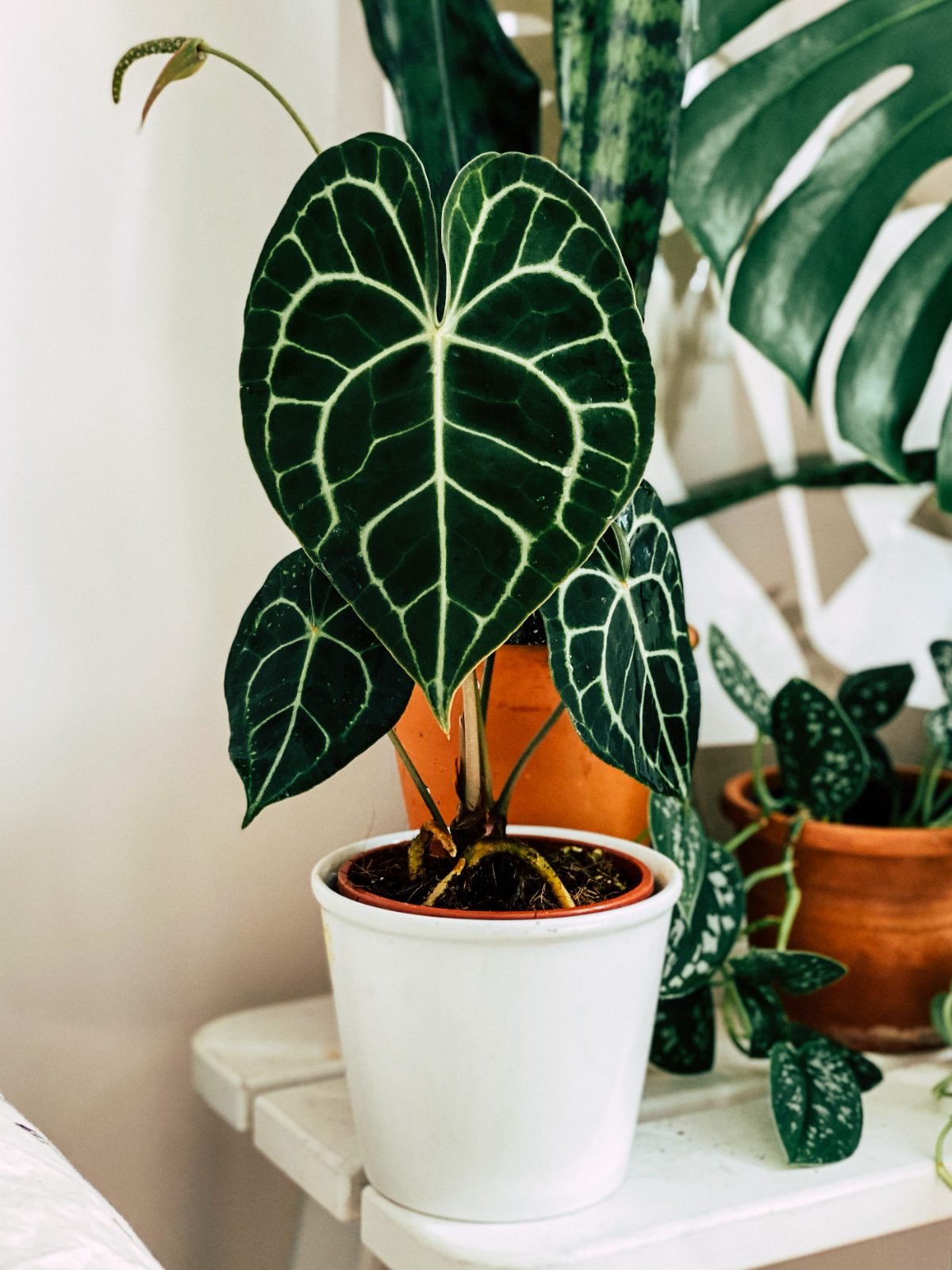 Anthurium clarinervium
