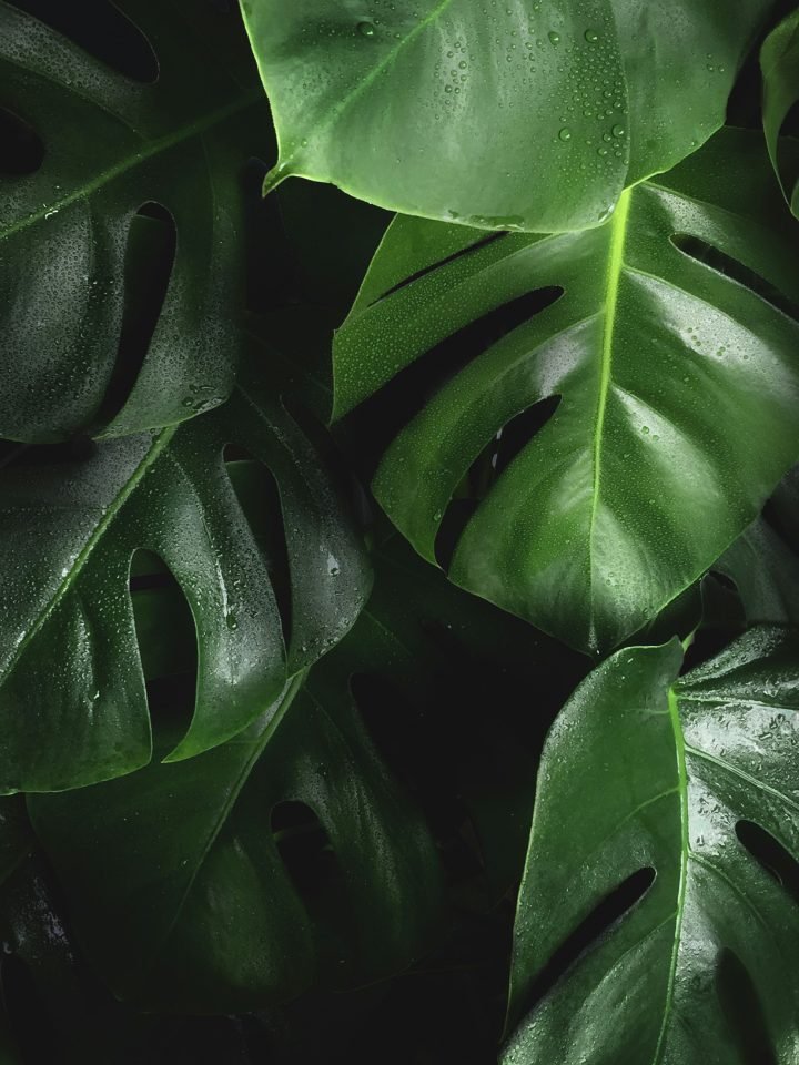 Monstera deliciosa
