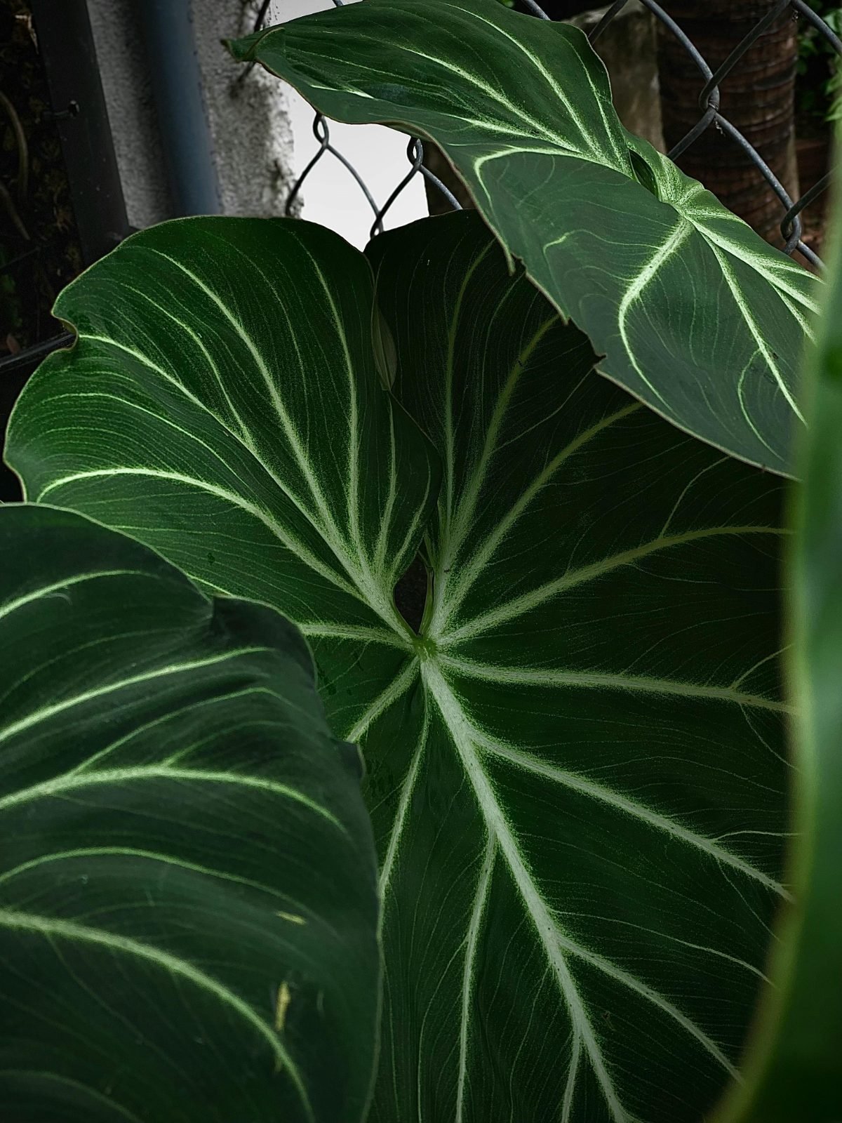 Philodendron gloriosum