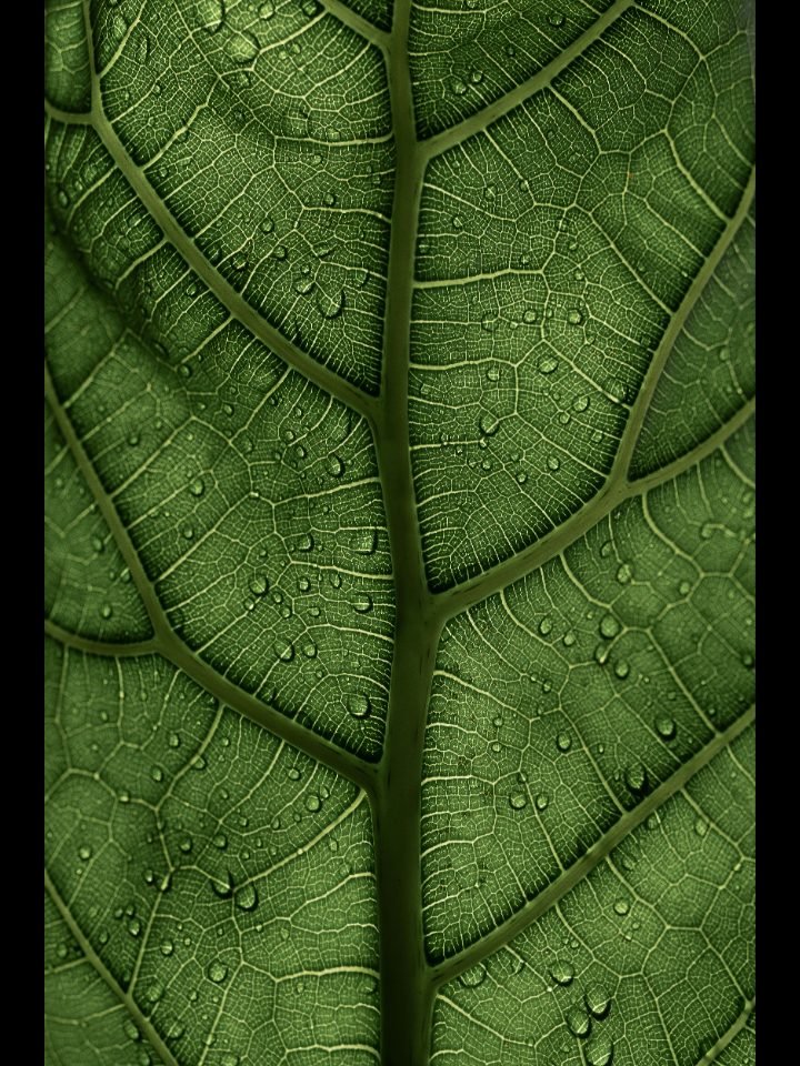 Anthurium clarinervium
