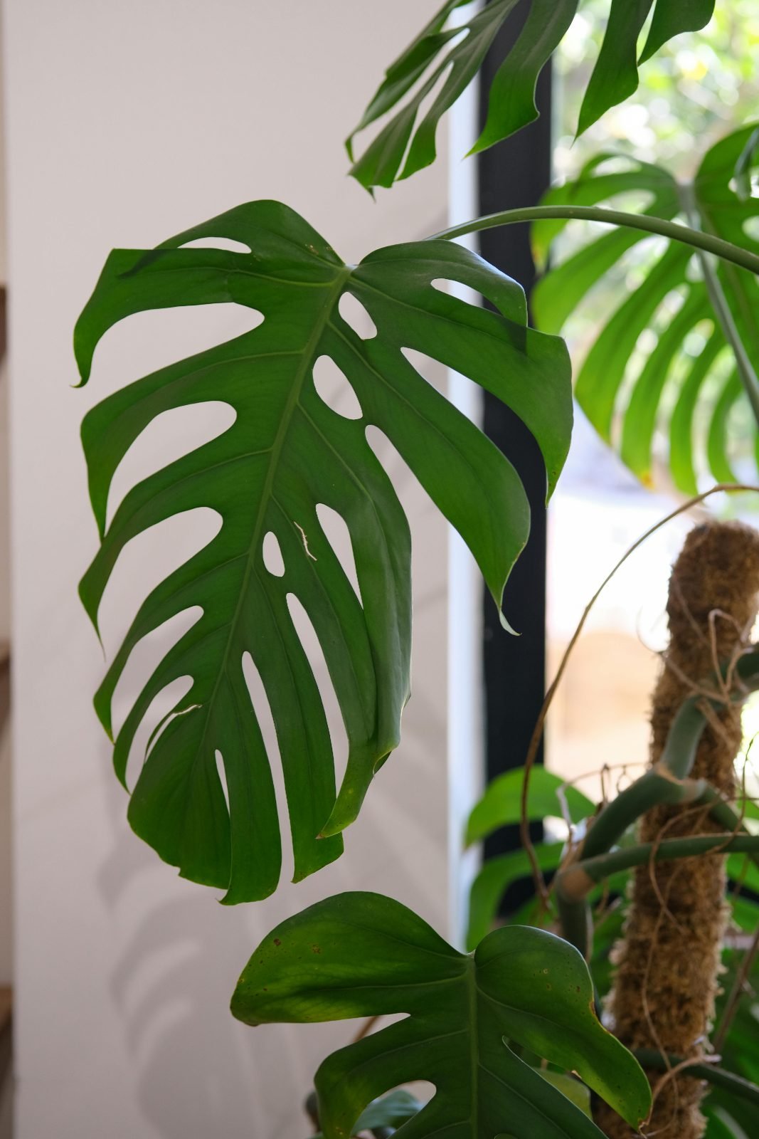 Monstera deliciosa