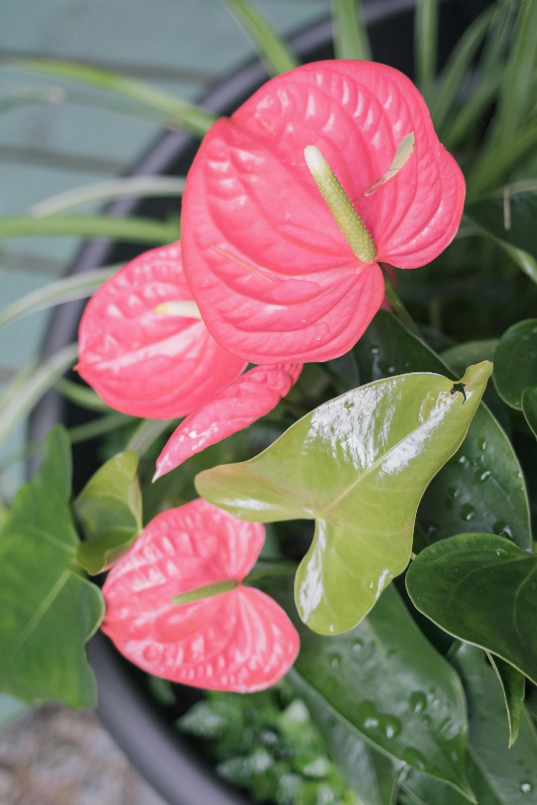 Anthurium andraeanum