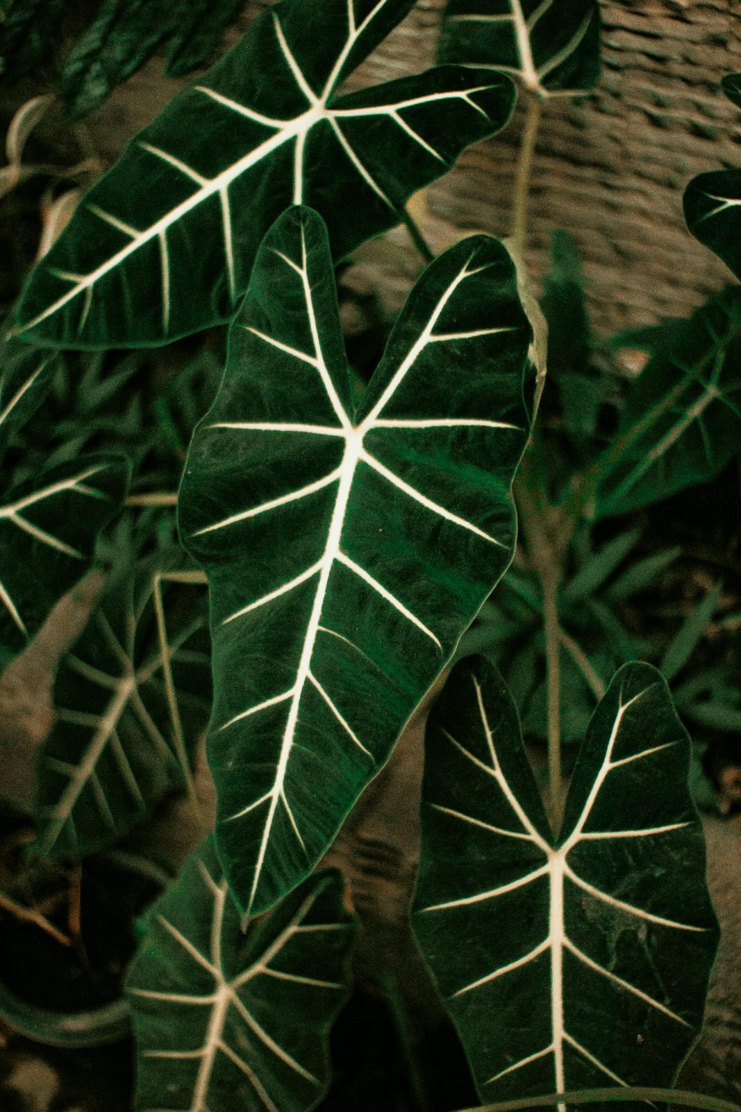 Alocasia × amazonica 'Polly'