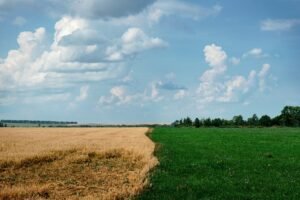 Green field beside a harvested field, showing two options side by side for an SEO company comparison